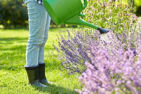 园艺和人的概念—有浇水的年轻妇女可以倒水到花在花园。年轻女子浇花在花园