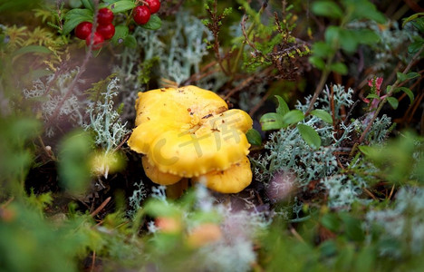 自然、环境和采摘季节的概念——秋林中生长的鸡冠菌。秋林产鸡冠菌