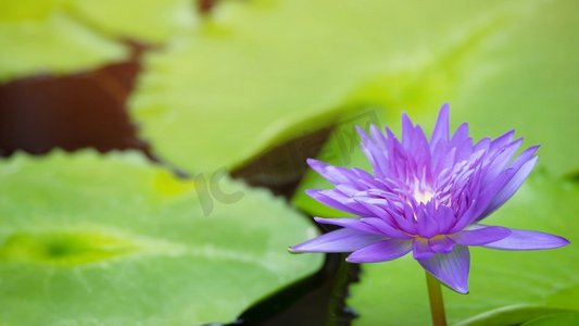 池塘里美丽的紫色荷花