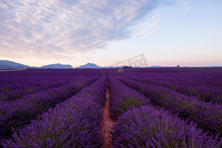 花朵月亮摄影照片_夏天熏衣草田上的月亮紫色芳香的花朵在法国普罗旺斯瓦伦索尔附近