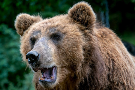 棕熊摄影照片_棕熊（Ursus arctos beringianus）的肖像。堪察加棕熊。来自俄罗斯的大型哺乳动物。