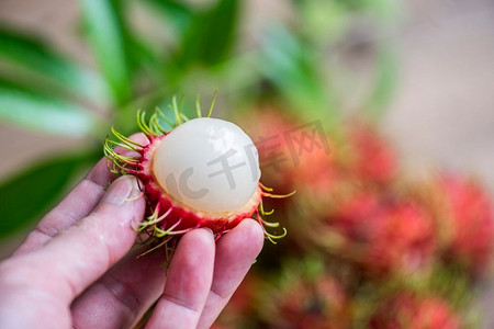 红毛丹果实在手工收获从花园，新鲜和成熟的红毛丹甜热带水果去皮红毛丹与叶子