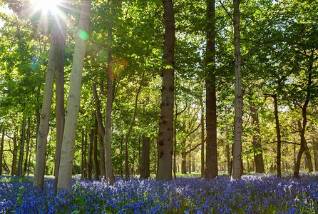 蓝铃木或森林充满蓝色的花朵和阳光在春天穿过树林
