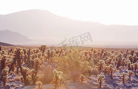 Saguaro仙人掌在日落