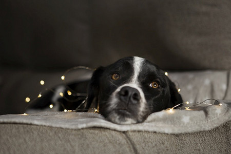 可爱的狗坐在圣诞灯