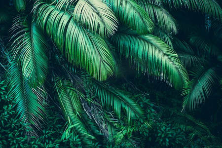 花热带摄影照片_绿色森林，热带森林的自然背景在绿色过滤器