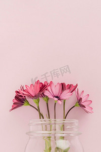 玻璃瓶里的粉色雏菊。高分辨率照片。玻璃瓶里的粉色雏菊。高质量照片