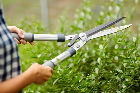 割肉机摄影照片_园艺和人的概念—妇女与修剪机或修剪剪刀削减分支在夏季花园。妇女与修剪机削减分支在花园