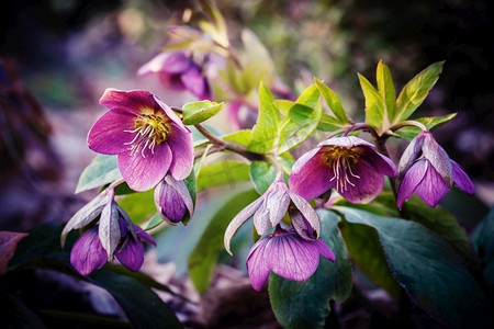 鸿蒙紫气自然景观摄影照片_紫丁香花，也被称为圣诞玫瑰和四旬期玫瑰。紫丁香