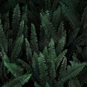 灌木丛野生蕨类植物高分辨率照片。灌木丛野生蕨类植物高品质的照片