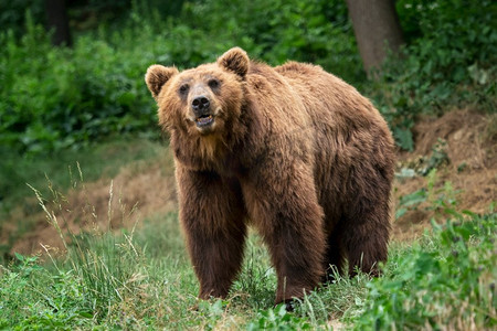 Kamchatka Brown bear（Ursus arctos beringianus）。棕色毛皮大衣，危险和攻击性的动物。来自俄罗斯的大型哺乳动物。