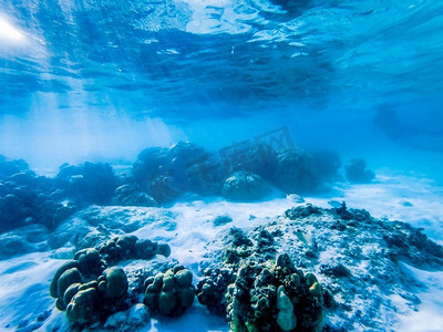 珊瑚礁上的水下海洋生物