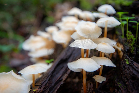 大自然丛林里的木上蘑菇/户外秋野蘑菇白