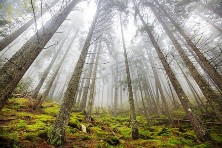 魔法迷雾森林。美丽的自然景观。