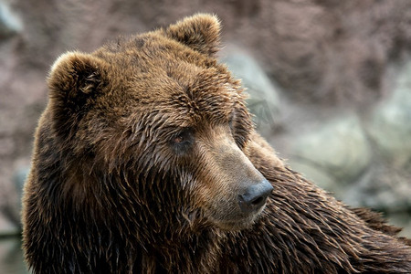 棕熊的前视图。Kamchatka bear（Ursus arctos beringianus）