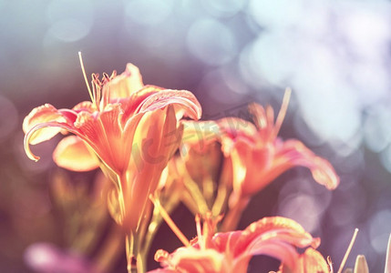 美丽的花朵特写镜头。适合花卉背景。