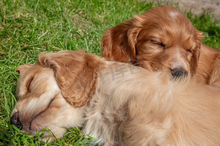 小阳光卡通摄影照片_可爱的棕色小狗狗睡在阳光下在草地上