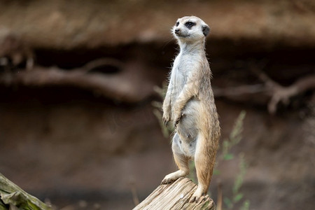 苏里卡塔站在一个守卫上。好奇的猫鼬(Suricata Suricatta)