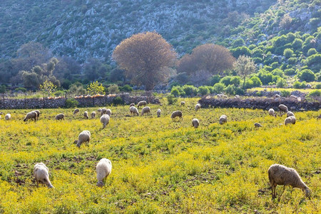 绿色农田摄影照片_绵羊在绿色的夏天山脉