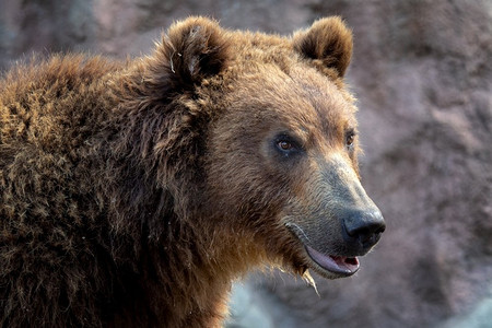 棕熊(Ursus Arctos Beringianus)堪察加棕熊。