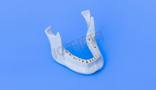 没有牙齿的人的下颚模型医学例证隔绝在蓝色背景。健康牙齿、牙齿护理和正畸概念