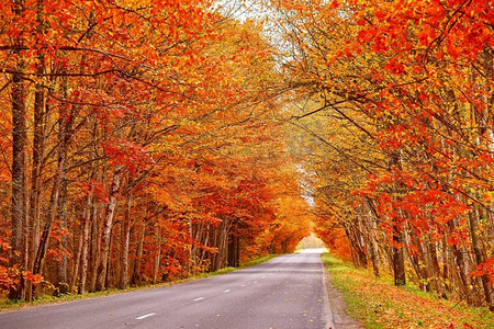 赛季摄影照片_ 叶子，秋天，自然，道路