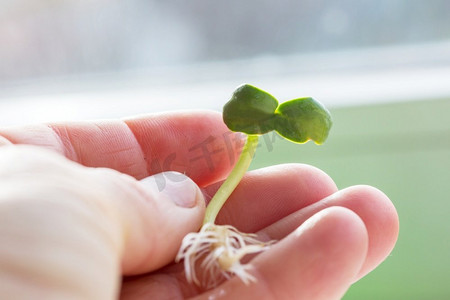 园艺农场的小春芽.嫩芽四叶草
