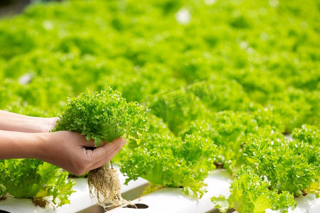 水培系统，种植蔬菜和草药而不使用土壤的健康，现代食品和农业设计概念。