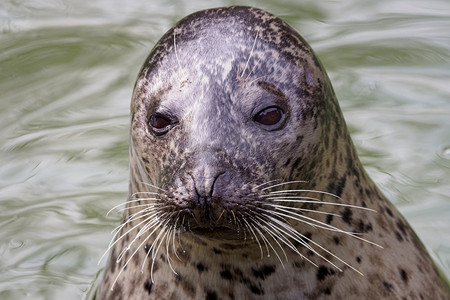 Harbor Seal（Phoca Vitulina），头在绿色水面上