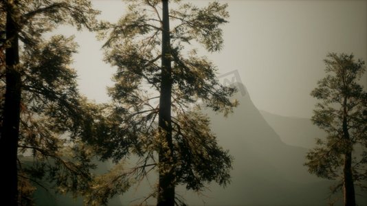 山坡上的迷雾森林