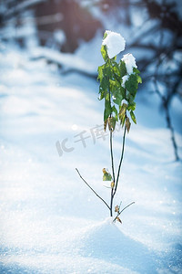 霜冻和雪对干燥的森林灌木和种子