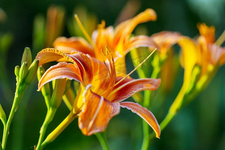 金针菇线稿摄影图片-金针菇线稿摄影作品-千库网