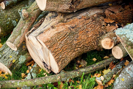 砍伐的树木摄影照片_自然、木材和环境概念-秋季户外砍伐的树木或原木的树干。秋天在户外砍伐的树干或原木