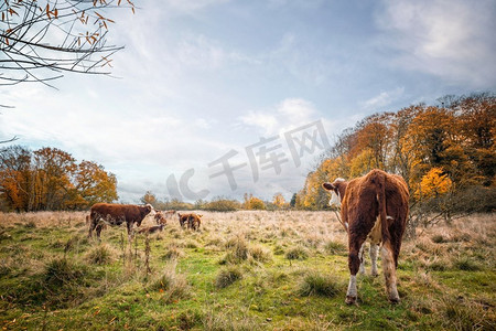 赫里福德牛在草地上的秋天与五颜六色的树木在秋天的颜色。奶牛享受最后的海鲜在草地上