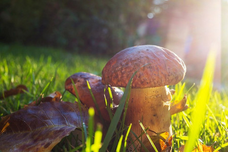 食用蘑菇在秋天的森林