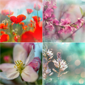 春天摄影照片_不同的花卉收藏。春天主题集。
