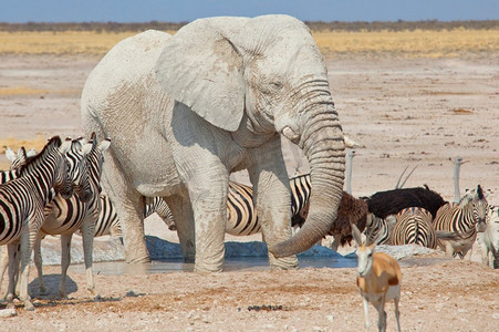 非洲大象，Loxodonta africana，在大草原，纳米比亚，非洲