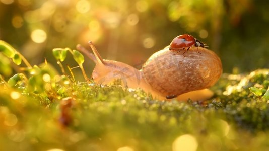 一只蜗牛和瓢虫在日落阳光的近摄野生动物。