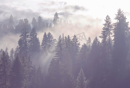 魔法迷雾森林。美丽的自然景观。