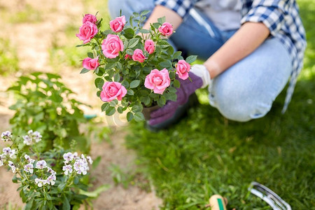 园艺和人的概念—妇女种植玫瑰花在夏季花园。妇女种植玫瑰花在夏季花园