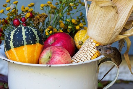 小老鼠在农场的秋季装饰品上啃玉米。