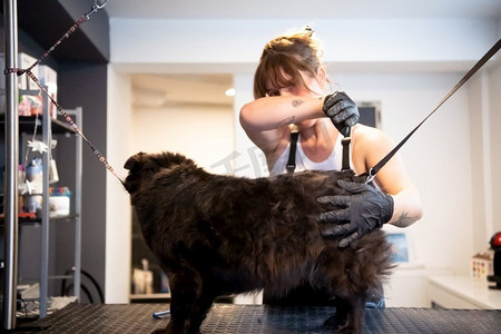 专业宠物理发师纹身潮人在动物美容院为可爱的黑狗剪毛