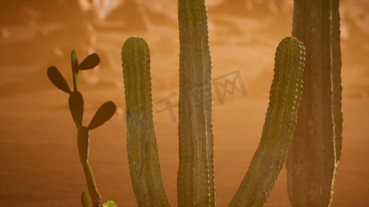 亚利桑那州沙漠日落与巨大的saguaro仙人掌