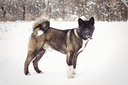 阿拉斯加雪橇犬深色在自然环境中走在雪中