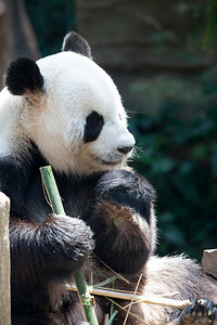 特写照片熊猫熊享受吃竹子与眼睛关闭。熊猫吃竹子