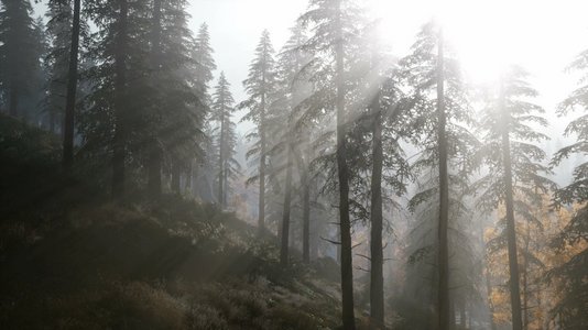 雾光摄影照片_8K森林在秋天早晨雾雾。秋天晨雾的8K森林