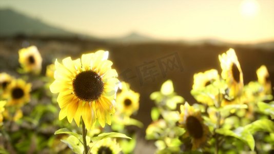 晚上开花摄影照片_向日葵领域在一个温暖的夏天晚上