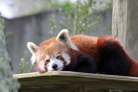 动物园熊猫摄影照片_ 红色，哺乳动物，动物，熊猫