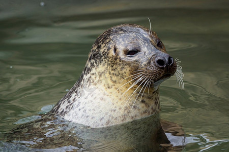 Harbor Seal（Phoca Vitulina），头在绿色水面上