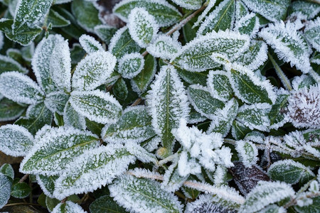 雪摄影照片_被霜覆盖的植物的绿叶